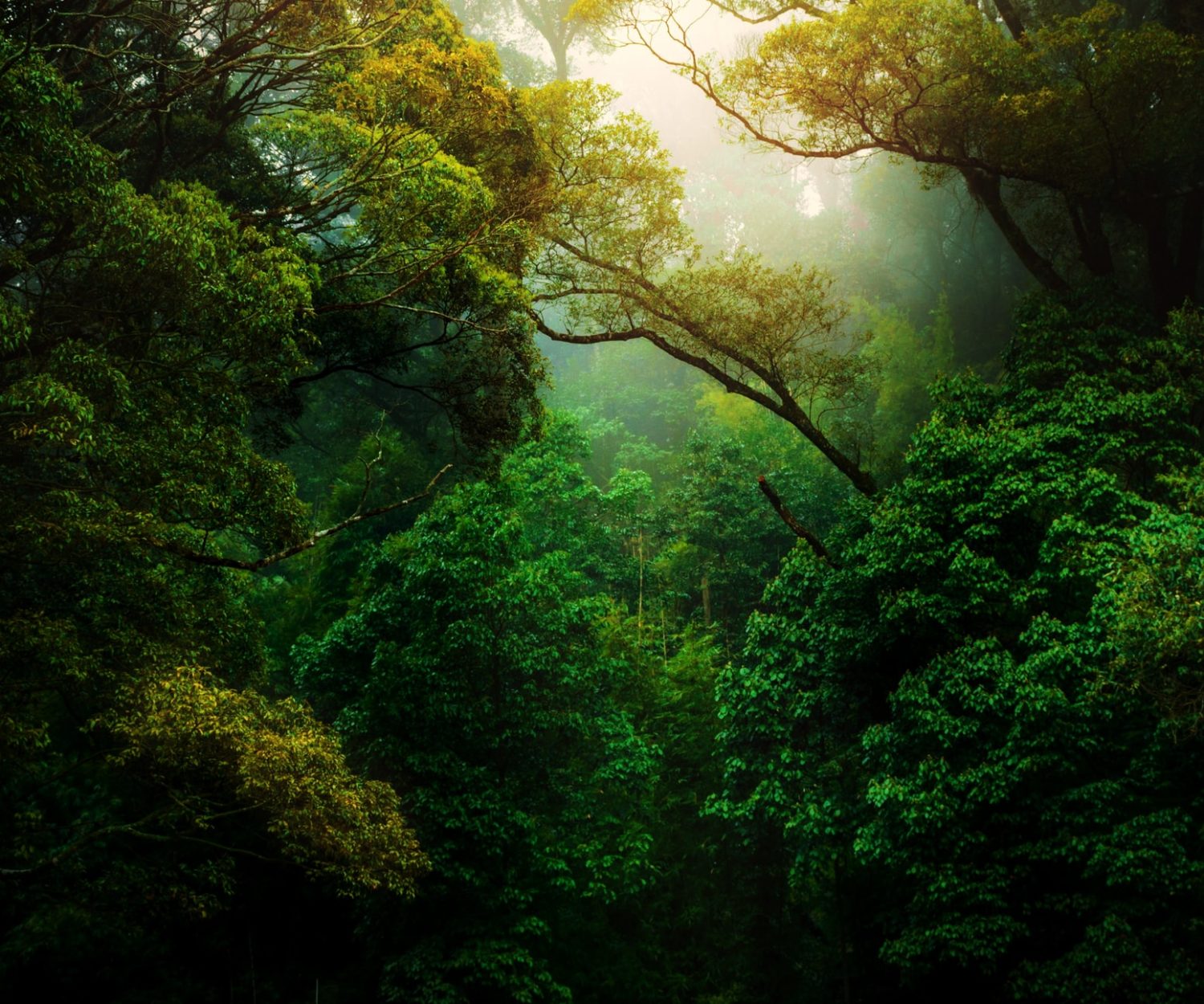 Sonnenuntergang in einem Wald